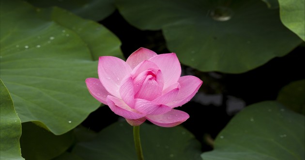 天津风水大师