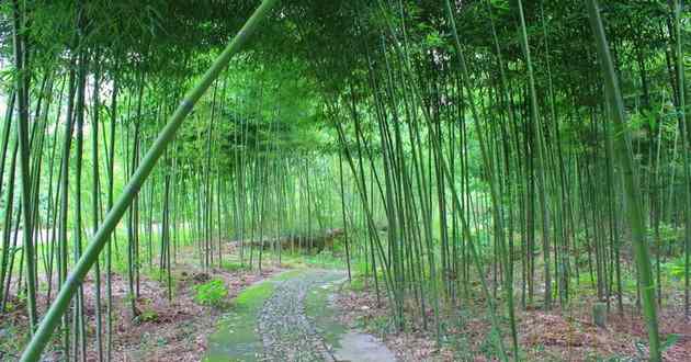 天津风水大师