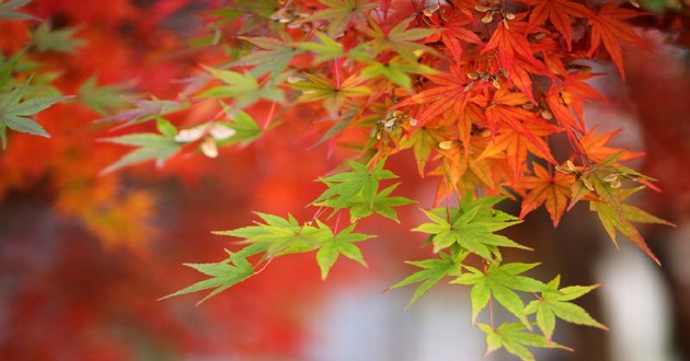 上海风水大师