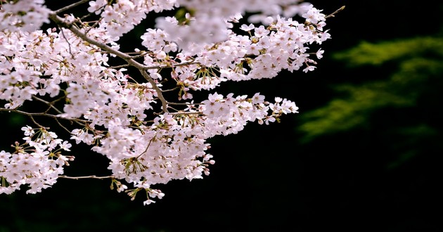 上海风水大师